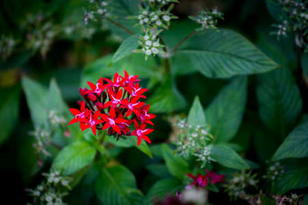 Close up of an red flower on botanical gardenの写真素材