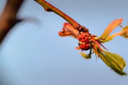 Red ladybugs in garden on tree branchの写真素材