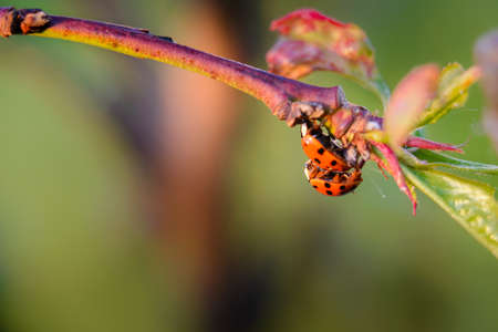 Red ladybugs in garden on tree branchの写真素材