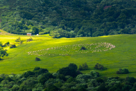 Meadow with sheeps in grass, Auvergne landscape, Franceの写真素材