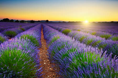 Lavender field at sunset, Provence, France