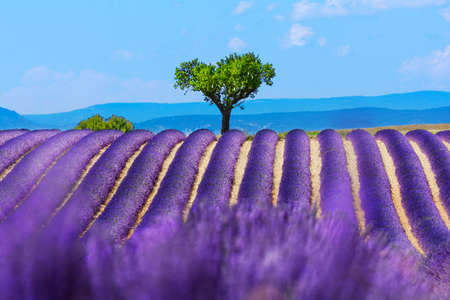 Landscape and lavender field, Franceの写真素材