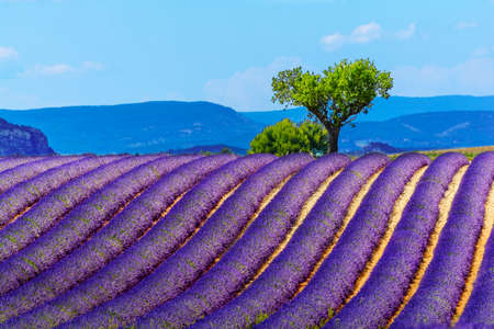 Landscape and lavender field, Franceの写真素材