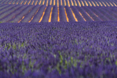 Lavender flowers during a sunny dayの写真素材
