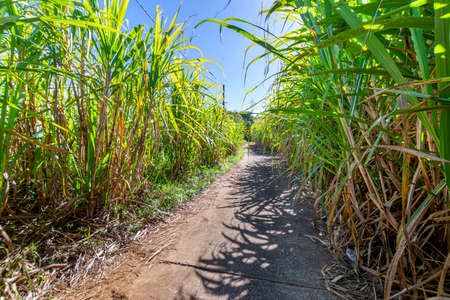 Traditional sugar cane path during a sunny day at Reunion Islandの写真素材