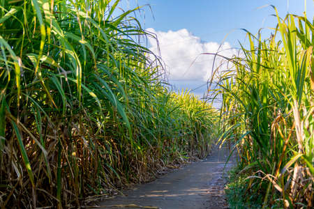 Traditional sugar cane path during a sunny day at Reunion Island