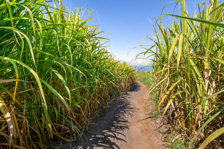 Traditional sugar cane path during a sunny day at Reunion Islandの写真素材