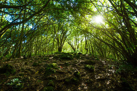 Underwood hiking road at Reunion Island during a sunny dayの写真素材
