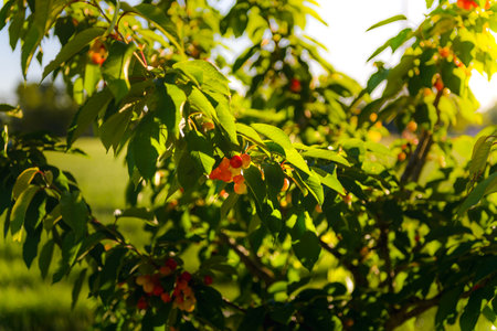 Bunch of red cherries and leaves with morning lights on tree