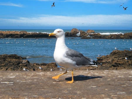 A seagull on the rocky beach of the Atlantic ocean â¢ Essaouira, Moroccoの写真素材