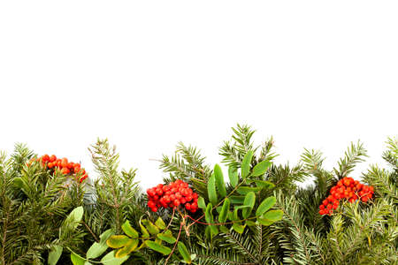 Christmas background with decorations, holly berry, cones isolated on whiteの写真素材