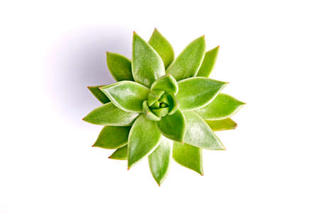 Succulent plant isolated on a white background. Top viewの写真素材