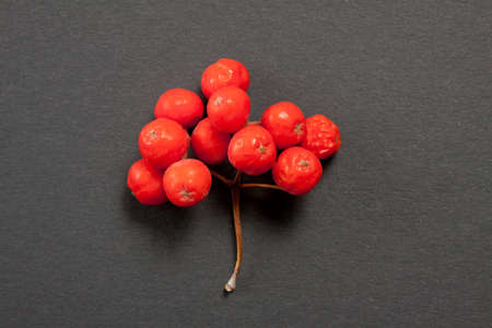 Ripe red rowan on a grey backgroundの写真素材