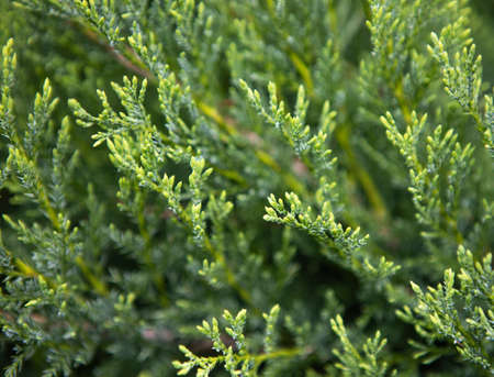 Bush Leaves and Branches. Green grass close upの写真素材