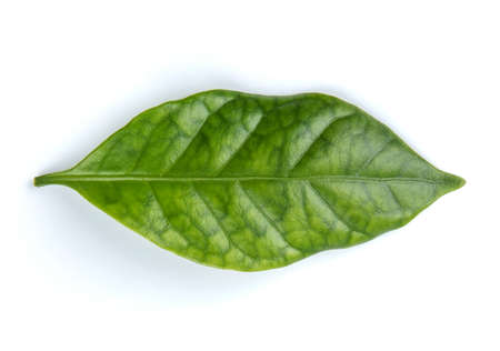 Arabica coffee leaf on a white backgroundの写真素材