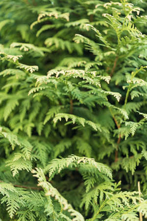 Fern flowers bloom in the garden. Close up