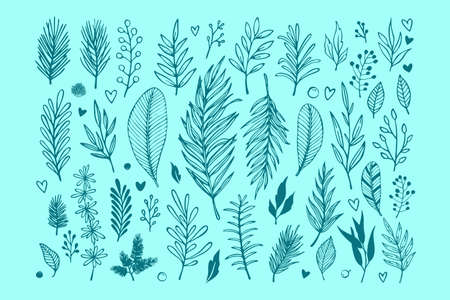 Meadow wild herbs, floral twigs branches set collection.のイラスト素材