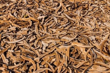 Lots of dry lingzhi mushroom at a mushroom farmの写真素材