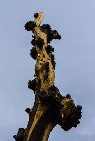 SYDNEY, AUSTRALIA, FEBRUARY 25, 2013 - The golden water mouth tree at chinatown in Sydney Australiaのeditorial素材