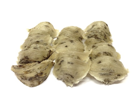 The swallow nests on white background の素材
