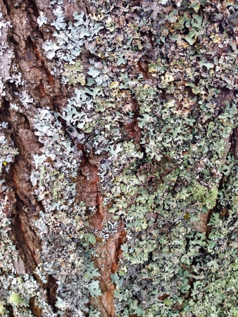 Moss on the treeの素材