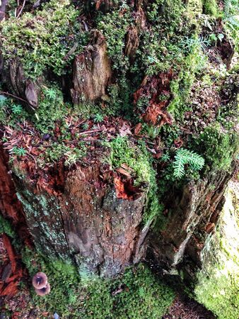 Moss on the old treeの素材