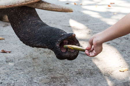 The elephant using its trunk to pick up sugar cane from the feeder at the zoo in Thailandの写真素材