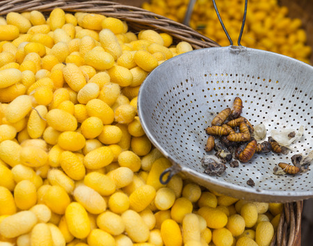 Silkworms in the old colander on many cocoon in the basketの写真素材