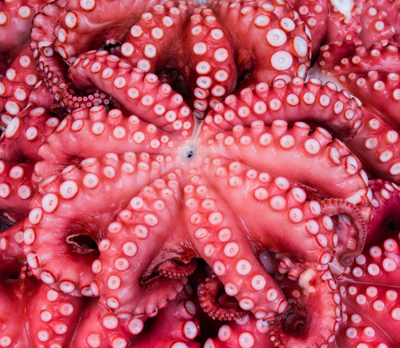 Many japanese octopus at the marketの写真素材