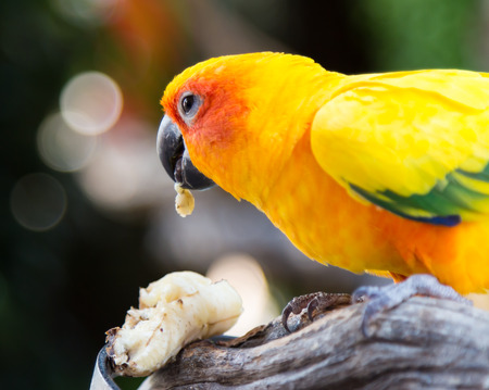 The Sun Conure Parrot eating a banana with Bokeh backgroundの写真素材