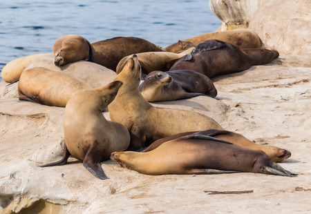 Sea lions on the cliff at La Jolla Cove in San Diego, California, The United States of Americaの写真素材