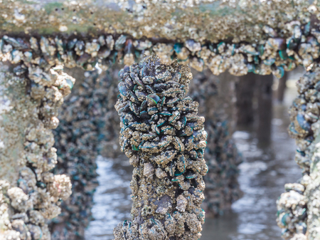 Many group of Asian green mussel or Perna viridis attached on pillars in the sea