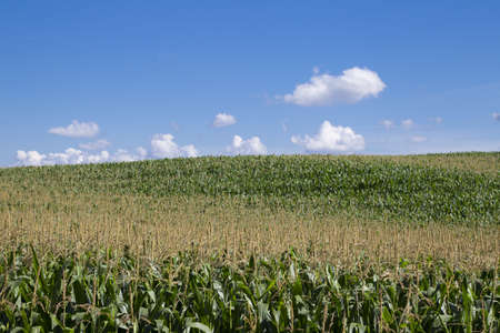 Large corn fields on the hillsの写真素材