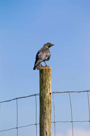 One raven on a wooden pole.の写真素材