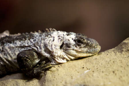 A colorfull lizzard is waiting on a branch.の写真素材