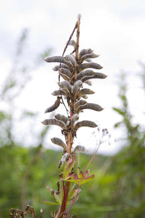 Close up of a single plant with seedsの写真素材