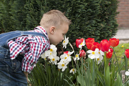 Young boy is smelling te flowers in the garden.の写真素材
