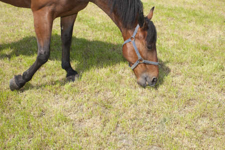 Horse is eating grass from the farmlands.