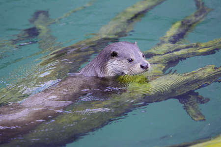 Otter is swmming in the water and looking out.の写真素材