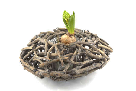 Flower bulb in basket on a white background.