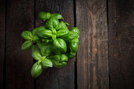Basil seedling, herbs on a wooden background, horizontal shot, top view with space for textの写真素材