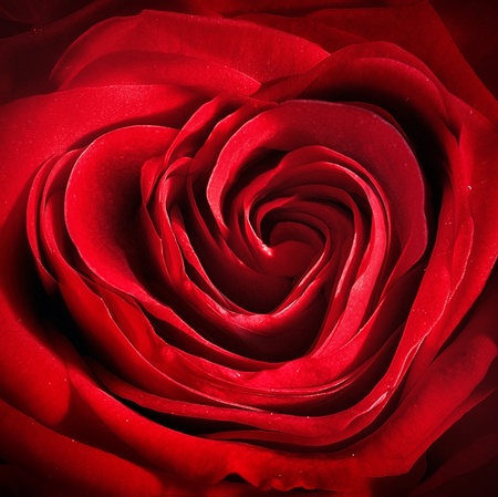 Heart shaped Rose for festive celebration. Close up of a dark red summer flowerの写真素材