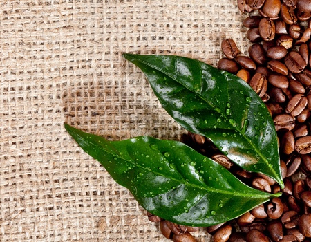 An arrangement of fresh coffee beans and green leaves on hessian fabric with copyspaceの写真素材