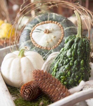 Assorted decorative gourds and some cones arrangementの写真素材
