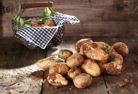 Harvest of farm fresh potatoes with clinging soil and a pretty country basket wth a fresh blue and white napkin on a rustic textured wooden surfaceの写真素材