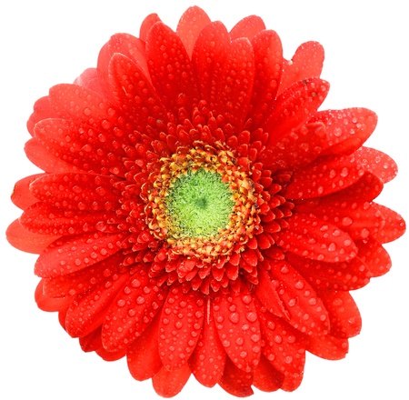 Overhead view of a single red gerbera daisy with water droplets shimmering on the petals or rays isolated on a white backgroundの写真素材