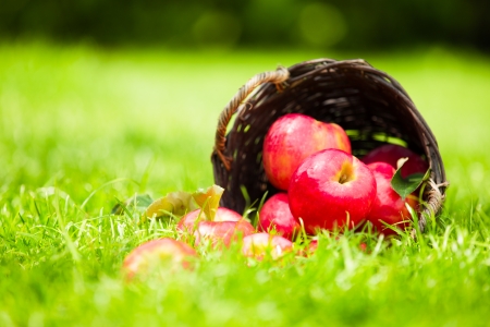 Freshly picked red apples, spilling from a rustic wicker basket onto the grass, on a summer day.の写真素材