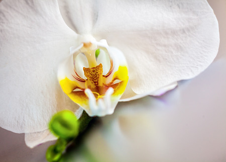Detail of a beautiful white phalaenopsis orchid showing the colorful bright yellow labellumの写真素材