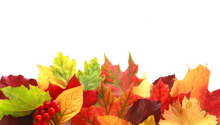 Colorful selection of a variety of autumn leaves in different shapes and colors forming a border over white copyspace for your text or Thanksgiving message with a sprig of red fall berries