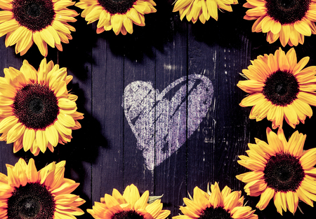 Frame of bright yellow sunflowers, or Helianthus, around a romantic hand-drawn heart shape in the centre on dark rustic boards, conceptual of love, anniversary or Valentinesの写真素材